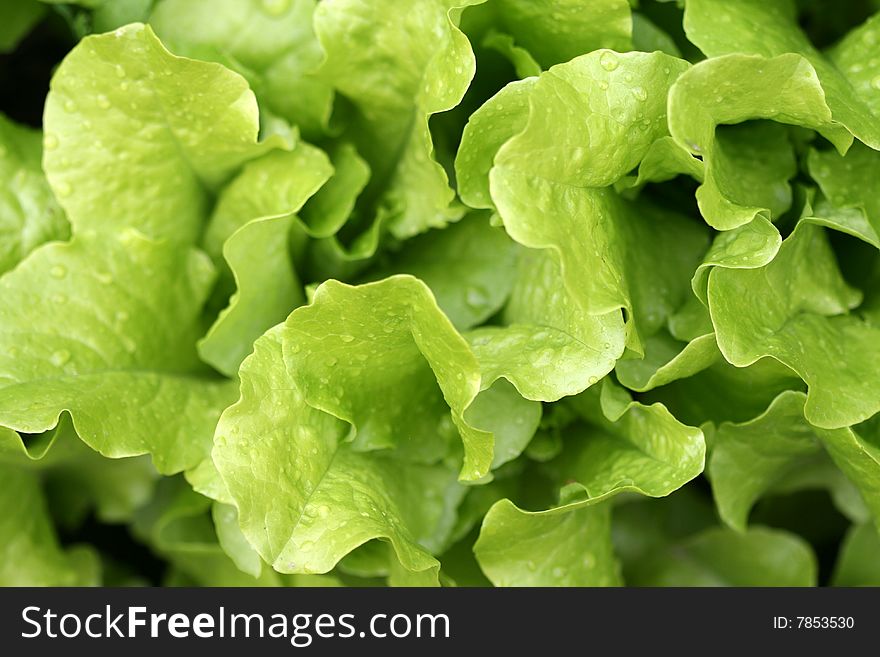 Green fresh lettuce