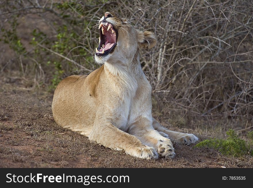 A Lioness wakes up and yawns at the start of a hunt. A Lioness wakes up and yawns at the start of a hunt