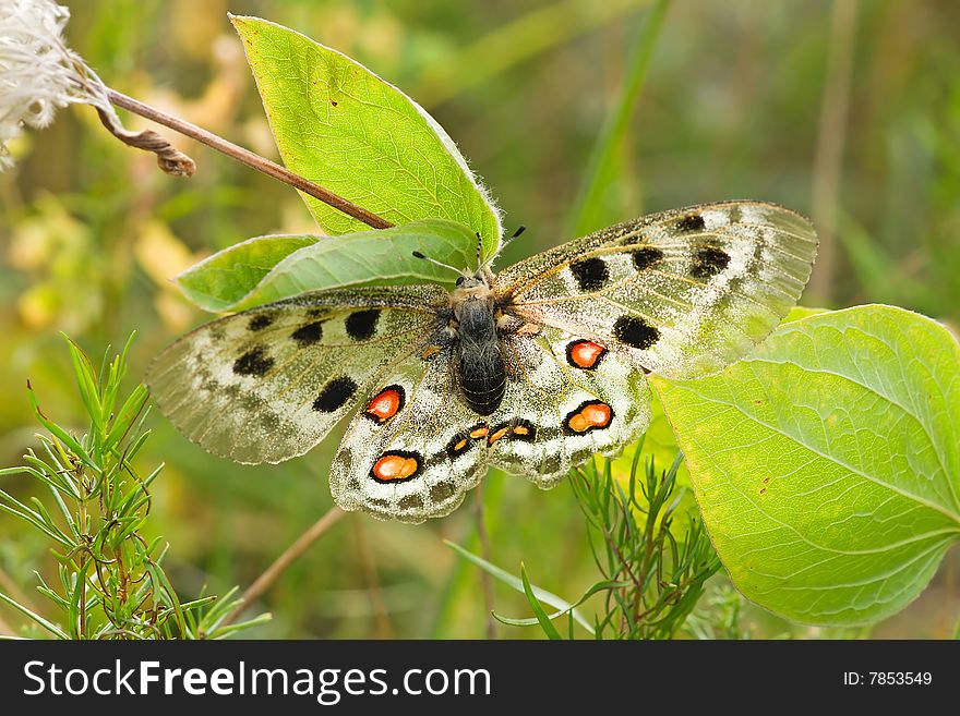 Nomion butterfly sitting on the grass