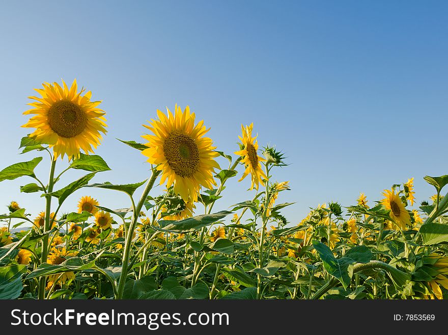 Sunflower Field