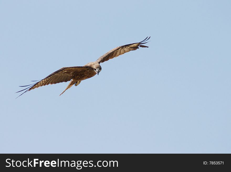 Eagle in the sky