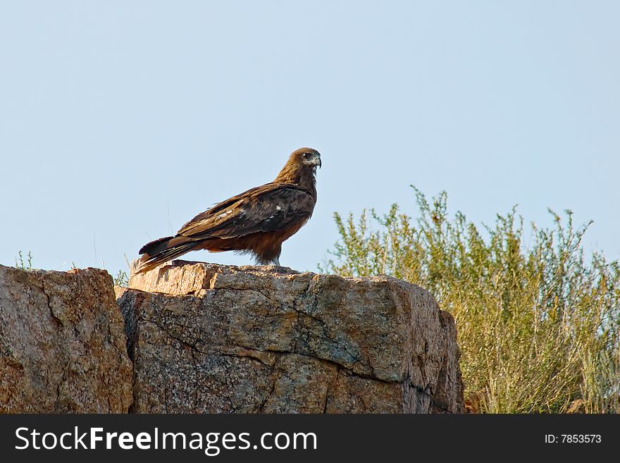 Eagle is sitting on rock