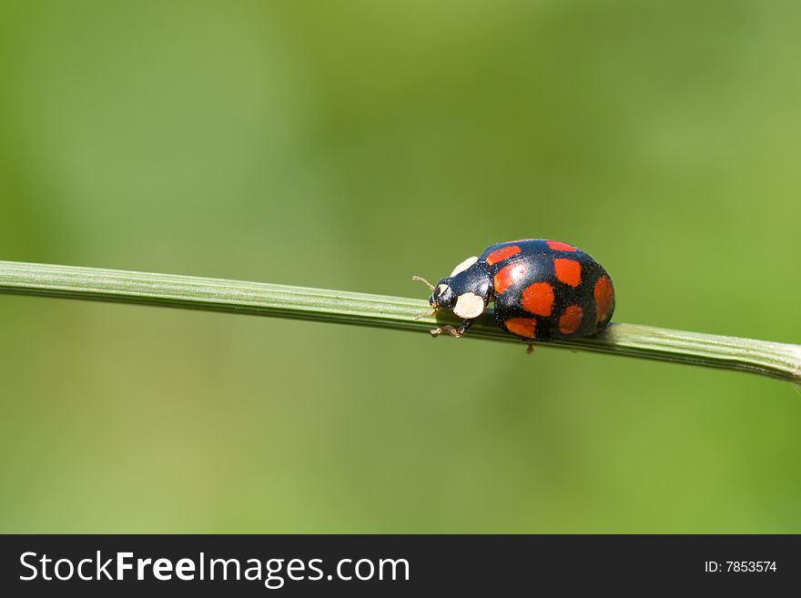 Ladybug is walking on grass stem. Ladybug is walking on grass stem