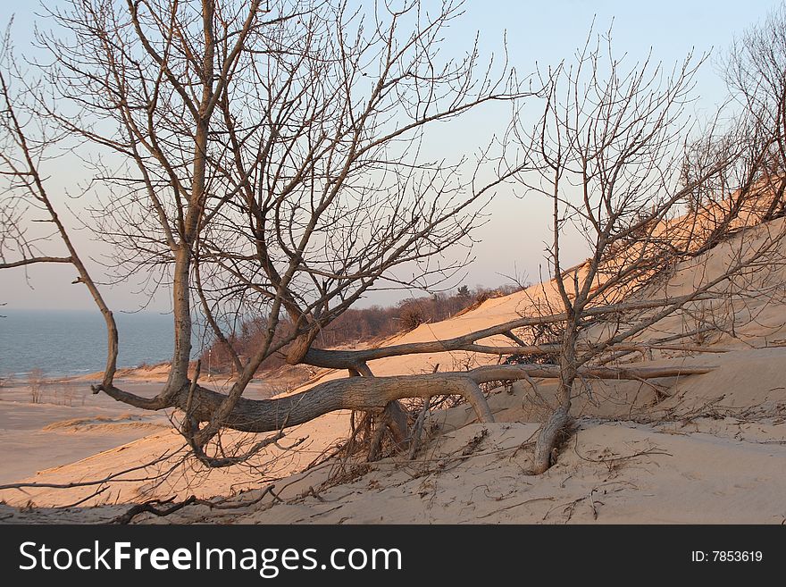 A twisted tree on the beach of Lake Michigan in the winter. A twisted tree on the beach of Lake Michigan in the winter