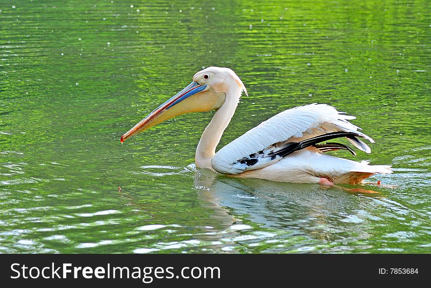 Pelican swimming in the green lake.