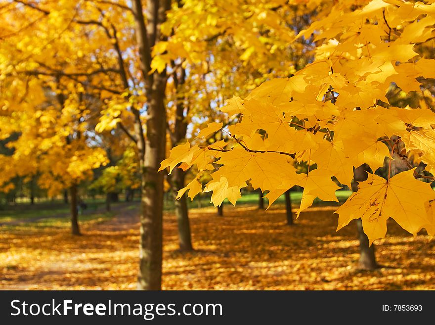 Autumn in park with gold maples. Autumn in park with gold maples