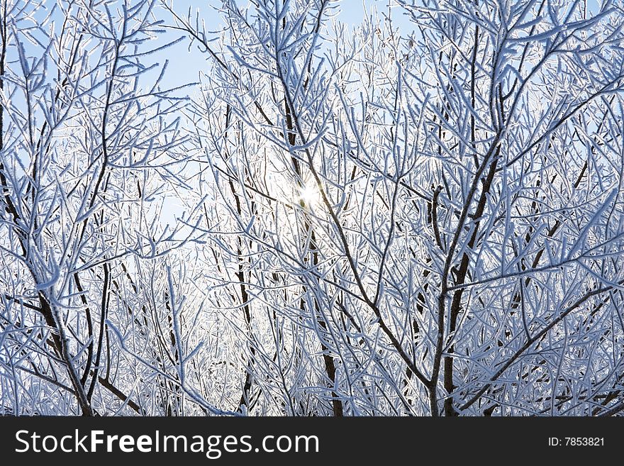 Sun begins to shine through a frozen forest landscape. Sun begins to shine through a frozen forest landscape