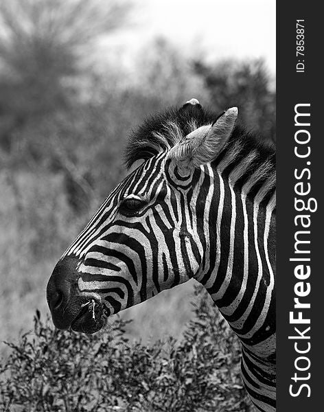 Black and White Portrait of a Zebra. Black and White Portrait of a Zebra