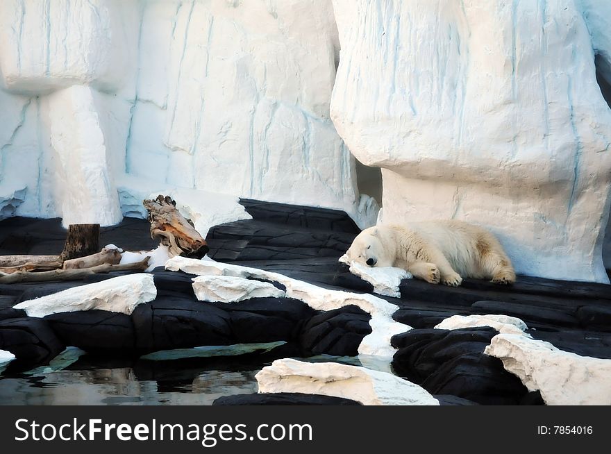 Polar Bear resting on a fictitious Icy landscape.