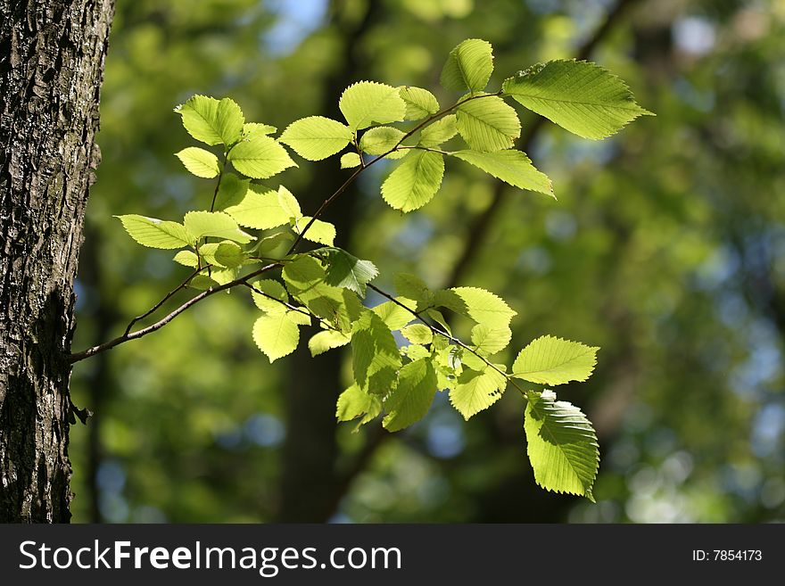 A young branch glistens in the sunlight as it grows from the trunk of a tree. A young branch glistens in the sunlight as it grows from the trunk of a tree.