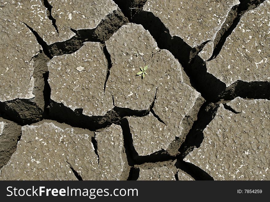 Cracked earth whit green plant. Global warming con