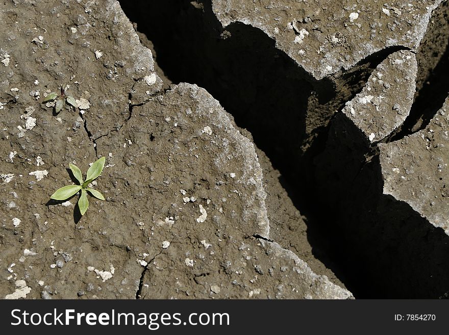 Global warming concept / Cracked earth whit green plant. Global warming concept / Cracked earth whit green plant