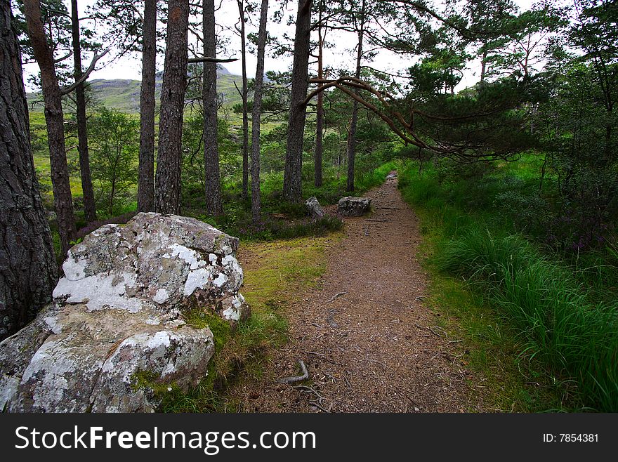 Scottish forest landscape with pine trees and a trek path