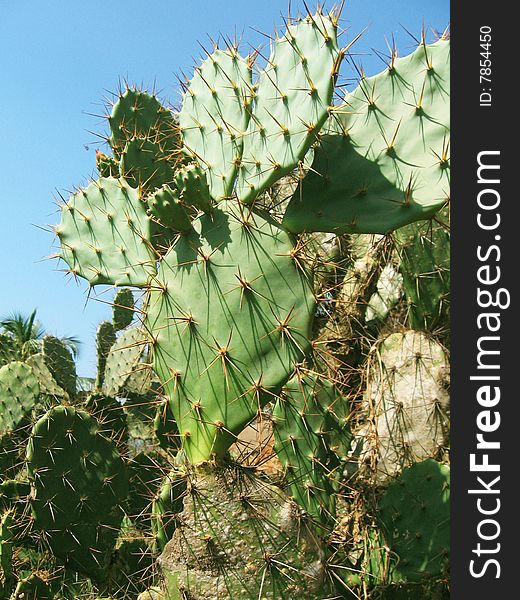 A background of a thorny green cacti. A background of a thorny green cacti