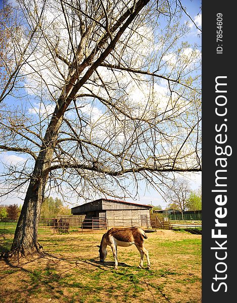 horse Eating grass in Farm with Beautiful blue sky. horse Eating grass in Farm with Beautiful blue sky