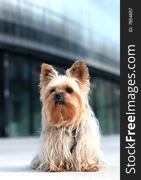 Yorkshire terrier on a walk in the city