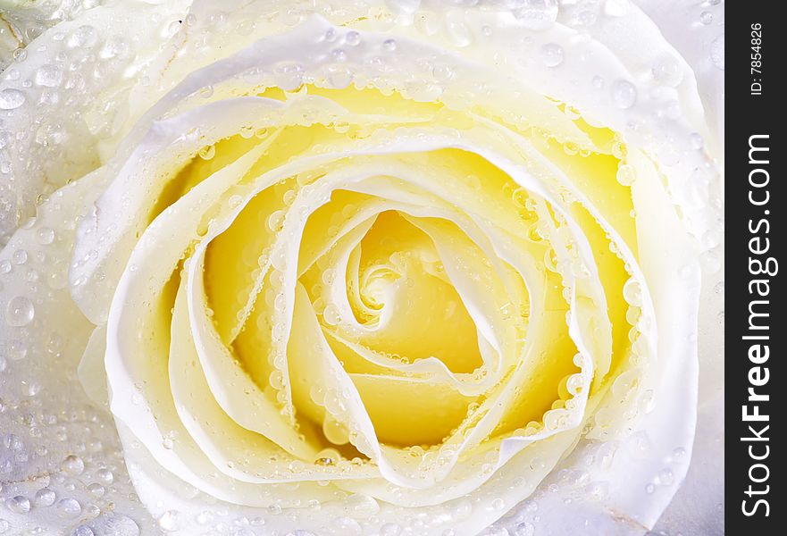 White rose is isolated on a  blue background