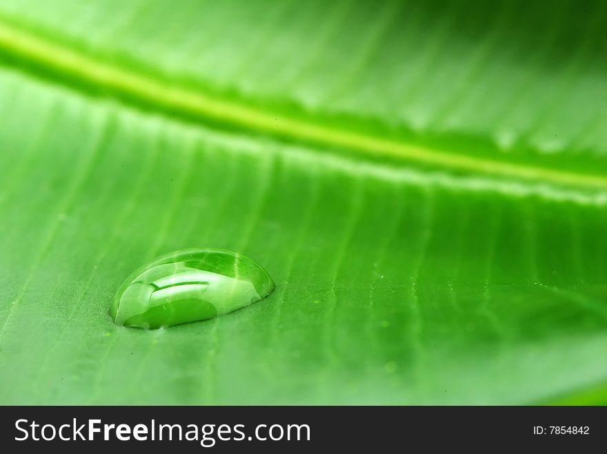 Drops on green plant leaf