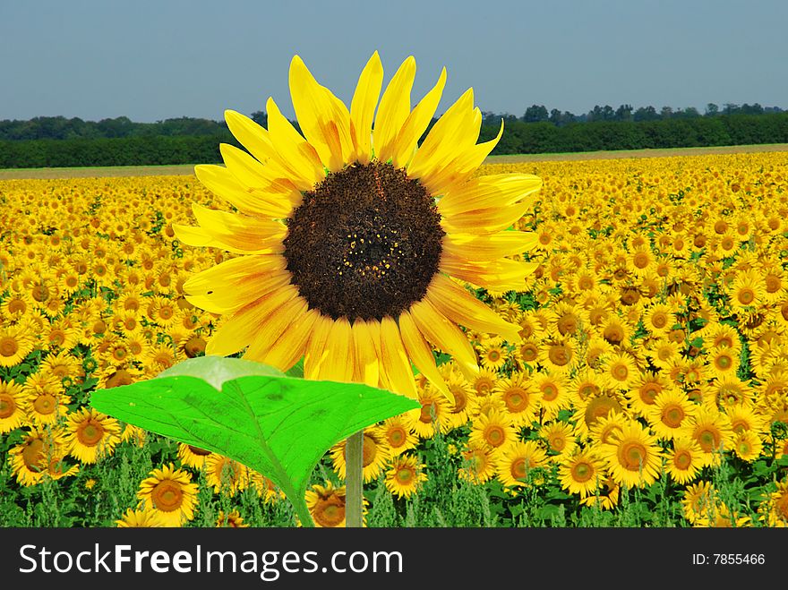 Sunflower field over clear blue sky