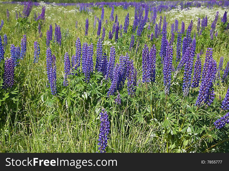 Field Of Purple Lupine Flowers