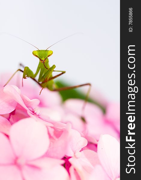 Portrait of green praying mantis looking at the camera while cleaning his leg on pink flower against white background. Portrait of green praying mantis looking at the camera while cleaning his leg on pink flower against white background