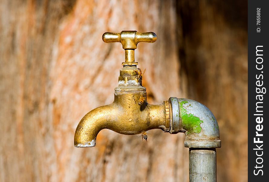 Tap in arid area with bees drinking water. Tap in arid area with bees drinking water