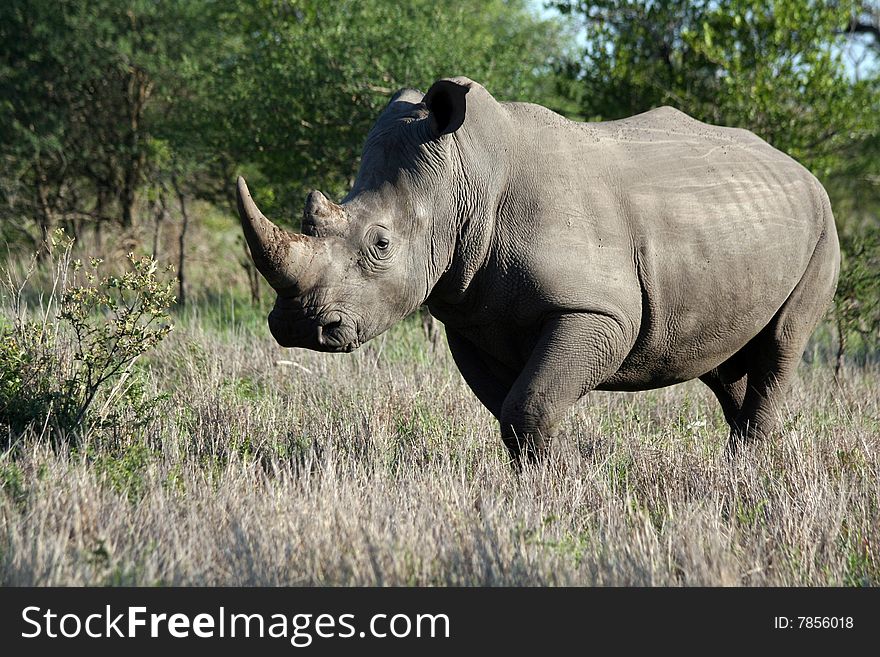 Single rhinoceros standing in the bush
