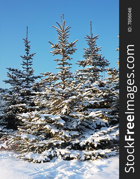 Winter beauty spruce under snow