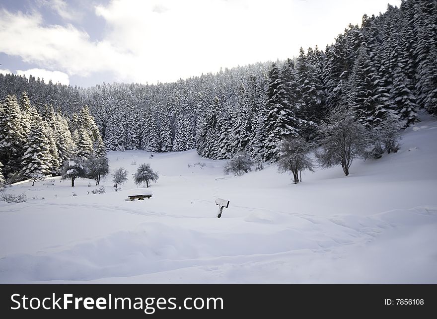 Spruce forest covered by snow. Spruce forest covered by snow