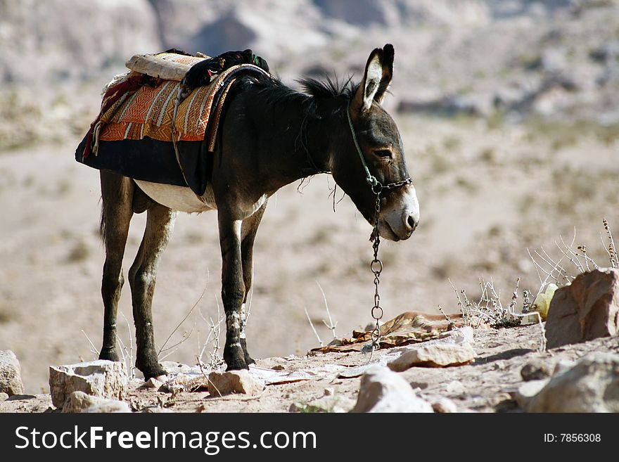 Waiting donkey inside Petra, Jordan