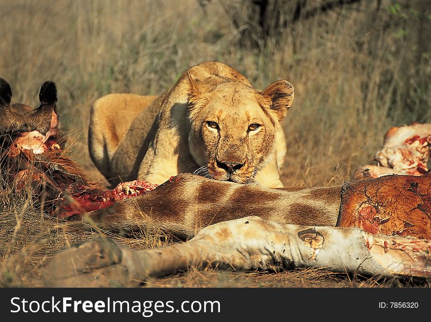 Lioness lying behind the carcass of a giraffe. Lioness lying behind the carcass of a giraffe
