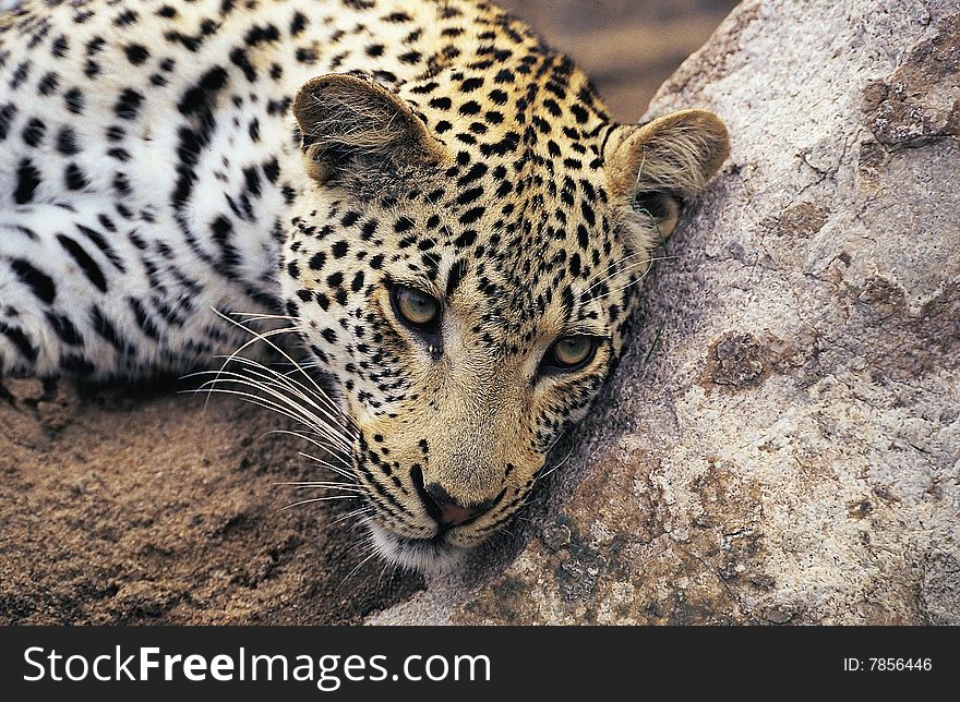 Leopard resting with his head on a rock
