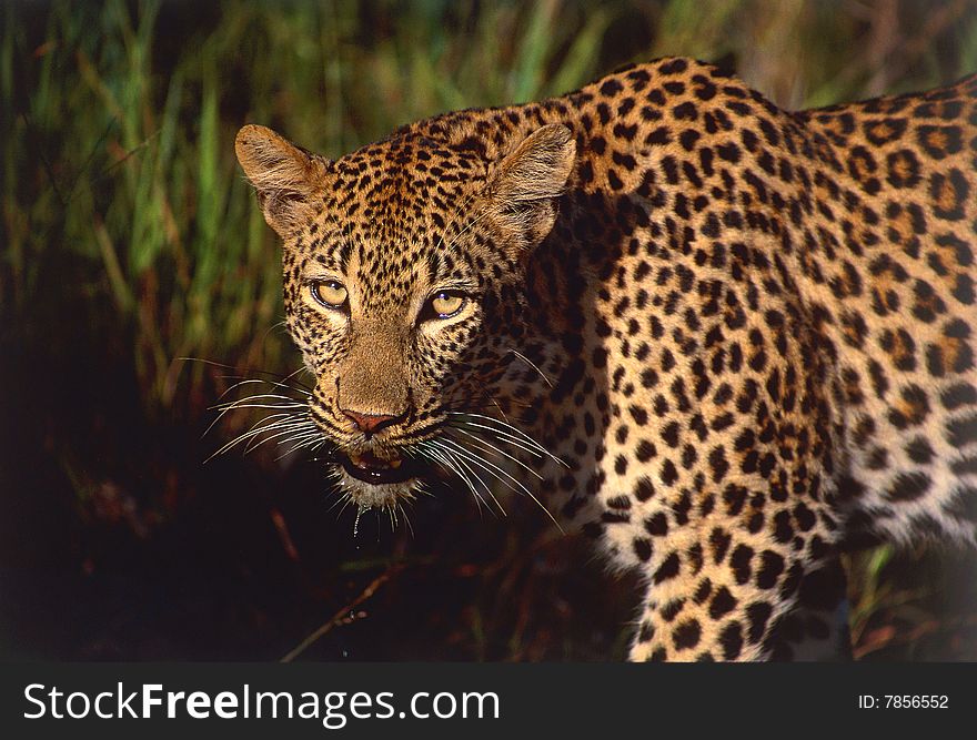 Leopard staring at the camera