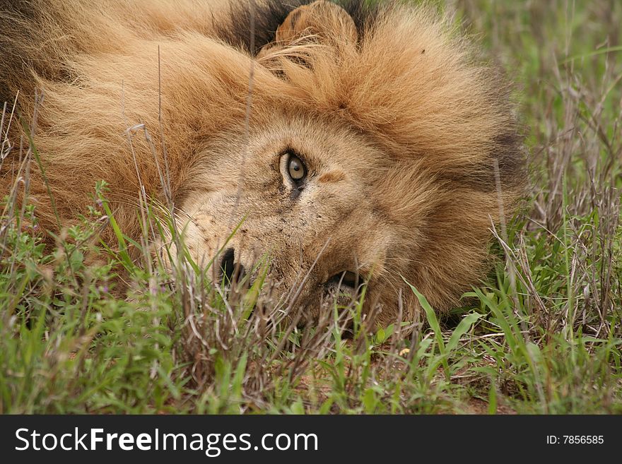 Big male lion lying down behind a bush, only his one eye is visible. Big male lion lying down behind a bush, only his one eye is visible