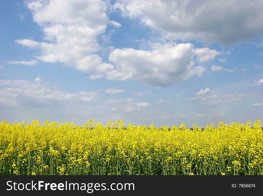 Yellow meadow on sky background. Yellow meadow on sky background