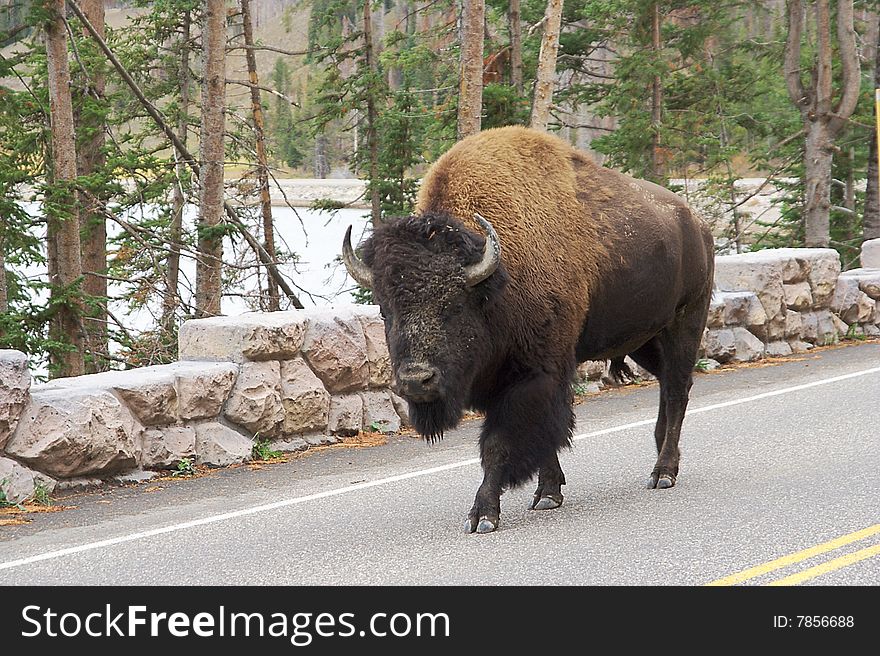 Male Elk at Yellowstone NP. Male Elk at Yellowstone NP