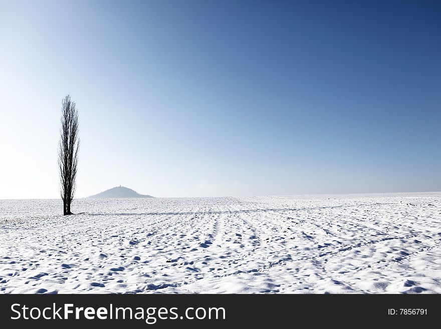 Winter landscape with high tree alone