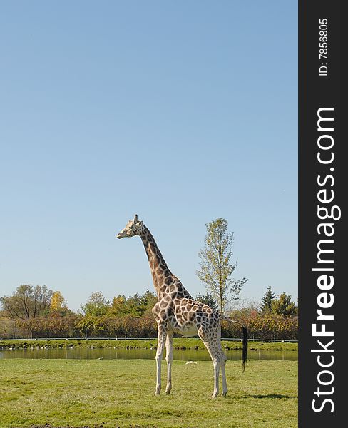 Giraffe standing tall at the Animal park, Autumn