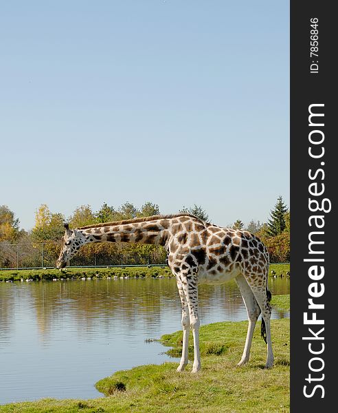 Giraffe bending down at the watering hole, Autumn at the Animal park. Giraffe bending down at the watering hole, Autumn at the Animal park