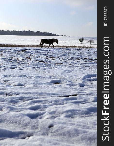 Brown  Horse in winter landscape