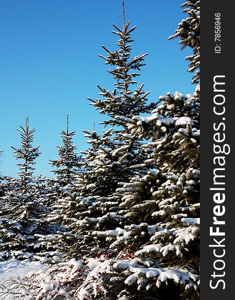 Winter pretty spruce under snow