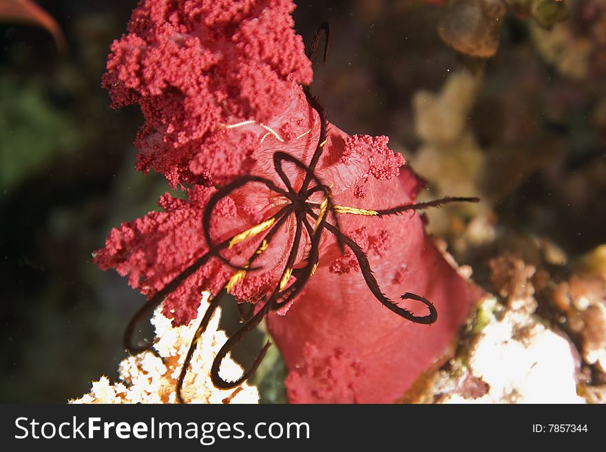 Softcoral and feather star taken in the red sea.