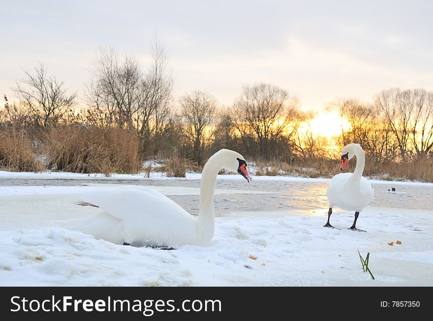 Pair swan on winter background for desktop. Pair swan on winter background for desktop