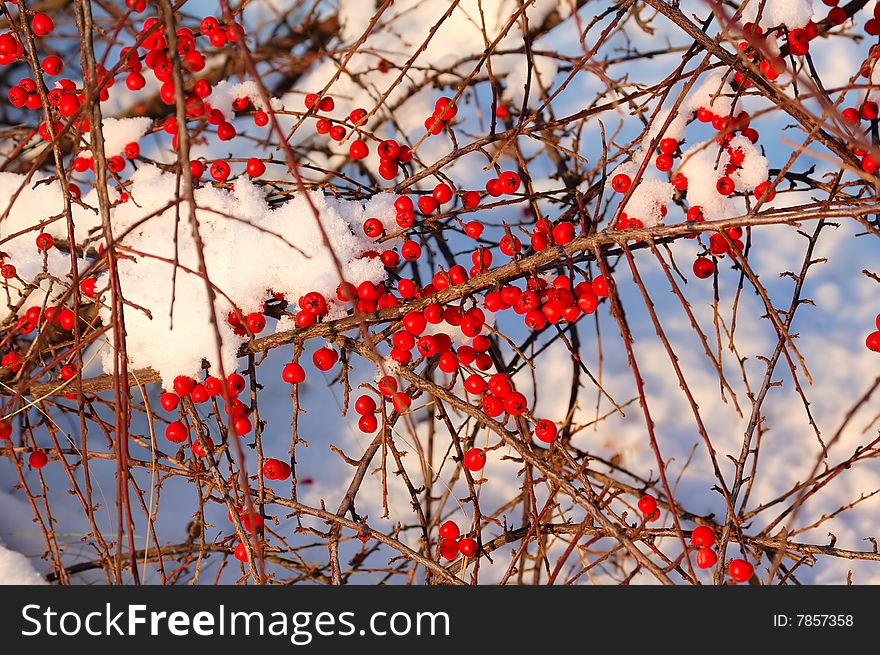 Many red berry lie on snow