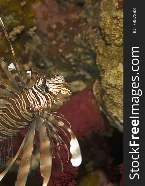 Common lionfish (pterois miles)taken in the red sea.