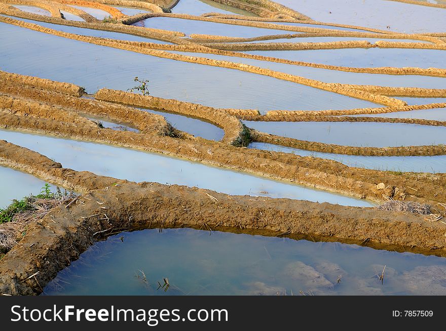 Rice terrace in Yuan Yang, Yun Nan, China