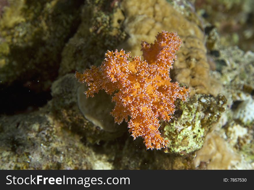 Softcoral taken in the red sea.