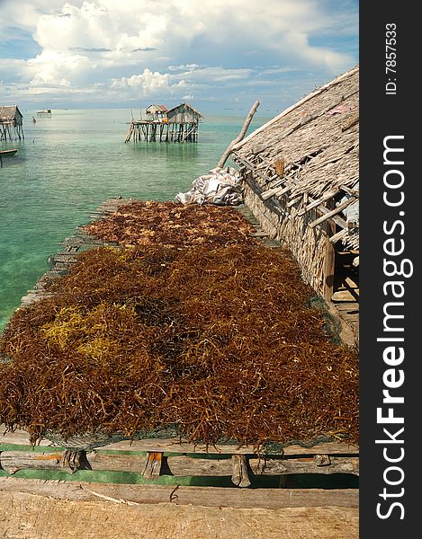 Drying up sea weed, Semporna, Sabah, Malaysia