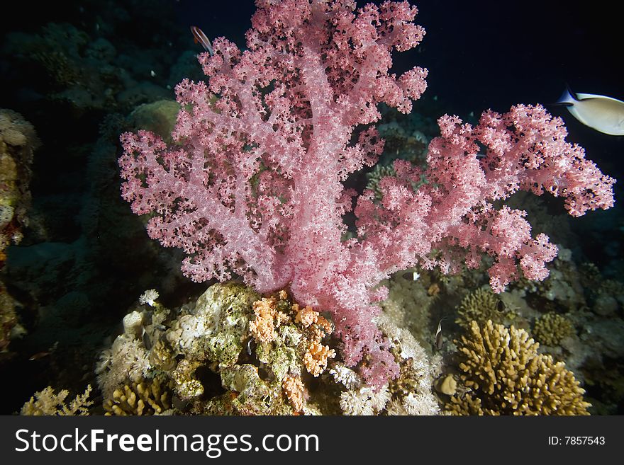 Softcoral taken in the red sea.