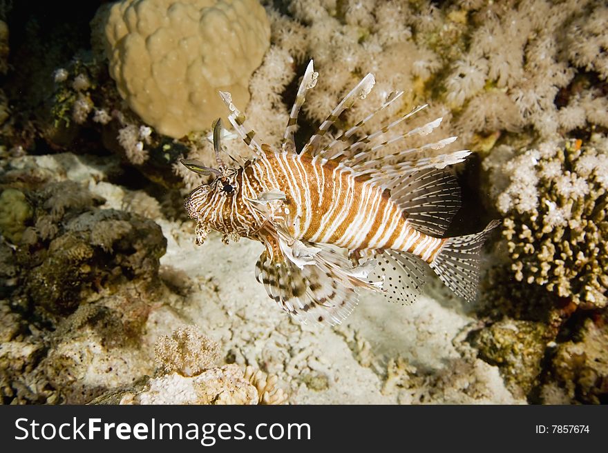 Lionfish (pterois miles) taken in the red sea.